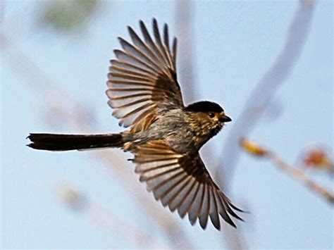 夢見鳥飛到頭上|夢見鳥/夢到鳥